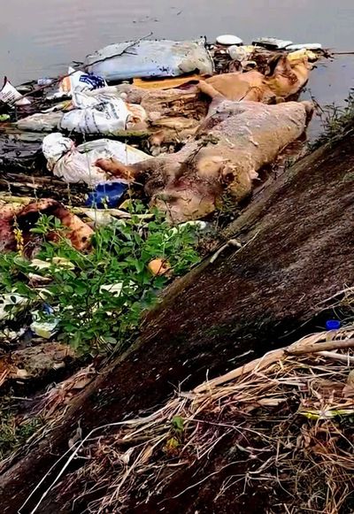 Thanh Hóa: Xử lý nghiêm vi phạm pháp luật về dịch bệnh động vật và an toàn thực phẩm