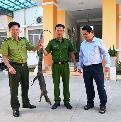 Người dân phát hiện kỳ đà hoa 6,5 kg sau nhà