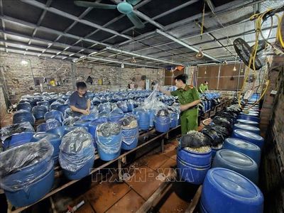 Khởi tố ba chủ cơ sở dùng hóa chất 6-BAP sản xuất gần 1.000 tấn giá đỗ