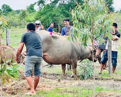 Khống chế trâu 'điên' ở Đắk Lắk húc 4 người nhập viện