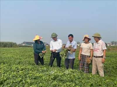 Giống lạc mới, công nghệ chế biến mở hướng xuất khẩu cho nông sản Nghệ An