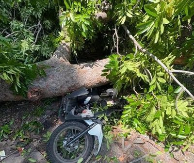 Nhánh cây lớn bất ngờ gãy đè người đi xe máy tại Khánh Hòa