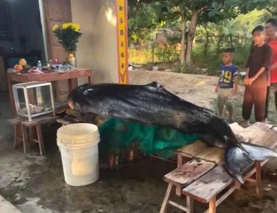 Cá voi dài 3m dạt vào bờ biển