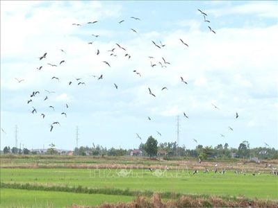Hàng nghìn con cò nhạn xuất hiện trên các cánh đồng ở Quảng Trị