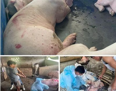 Khởi tố nhóm người đưa lợn nhiễm bệnh ra thị trường