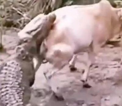 Cá sấu ngoạm chặt kéo xuống nước, bò phản đòn ngoạn mục rồi thoát chết trong gang tấc