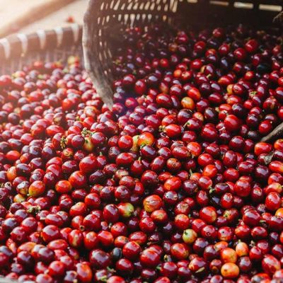 Giá cà phê giảm 600 đồng/kg trước sức ép nguồn cung