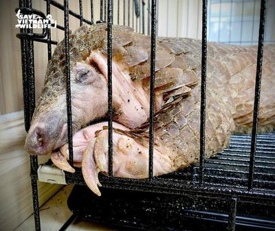 Cứu hộ kịp thời cá thể tê tê bị nhồi nhét thức ăn để tăng trọng lượng nhằm buôn bán trái phép
