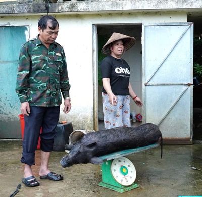 Nà Tấu tiêu hủy hơn 1,5 tấn lợn bệnh và nghi mắc dịch tả lợn châu Phi