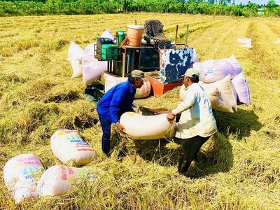Thời cơ nâng giá trị gạo Việt