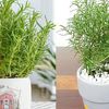 Mẹo 'hồi sinh' không gian sống: Những tuyệt chiêu sắp xếp nhà chật hóa rộng và khử mùi ẩm mốc cực nhạy