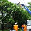 Thành phố Hồ Chí Minh: Chủ động phòng ngừa cây ngã đổ, tai nạn điện mùa mưa