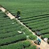Rà soát toàn diện đất đai tại Vinatea Mộc Châu sau phản ánh của Báo Nhân Dân