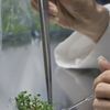 Đồng Tháp: Cấy mô mở hướng nâng tầm ngành hàng hoa cảnh Sa Đéc