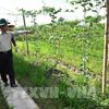 Liên kết chuỗi giá trị: Bệ phóng cho nông sản xuất khẩu ở Vĩnh Long