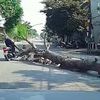 Vụ cây đổ đè chết người đi đường: Công an triệu tập người cưa cây