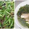 Bài thuốc chữa bệnh từ cây đinh lăng
