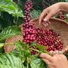 Bản tin nông sản hôm nay (10-10): Giá cà phê tiếp tục giảm