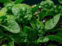 9 thực phẩm chữa táo bón sau sinh cho bà bầu