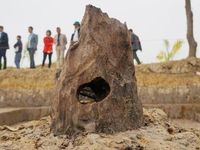 Bàn 'kế' nâng tầm bãi cọc gỗ Bạch Đằng do nông dân Hải Phòng phát hiện