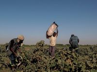 Sudan 'đứng ngồi không yên' vì siêu đập 5 tỷ USD Đại Phục Hưng