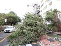 Bão Maysak vùi dập bán đảo Triều Tiên, tàu lớn mất tích