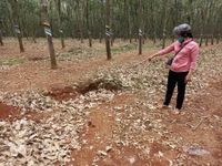 Lời kể của nữ sinh lớp 6 bị đánh bất tỉnh, kéo lê 60m trong lô cao su