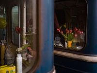 Phía sau lọ hoa tulip bên cửa sổ toa tàu điện ngầm ở Kharkiv