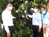 Nhân rộng muỗi vằn mang Wolbachia phòng chống sốt xuất huyết tại khu vực phía Nam
