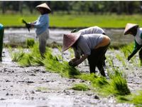 Khủng hoảng gạo đang rình rập châu Á