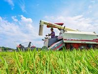Khủng hoảng gạo đang rình rập châu Á