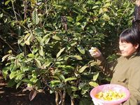 Trà hoa vàng - cây thoát nghèo của người dân Ba Chẽ (Quảng Ninh)