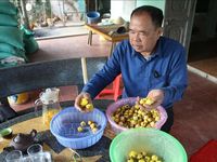 Trà hoa vàng - cây thoát nghèo của người dân Ba Chẽ (Quảng Ninh)