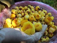 Trà hoa vàng - cây thoát nghèo của người dân Ba Chẽ (Quảng Ninh)