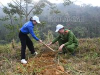 Huyện Si Ma Cai và Văn Bàn phát động Tết trồng cây xuân Giáp Thìn năm 2024