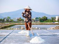 Quảng Bình: nắng nóng, muối được mùa nhưng mất giá