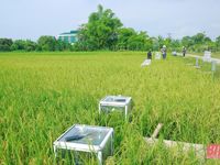 Cận cảnh thu tín chỉ Carbon trong sản xuất lúa
