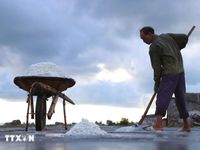 Độc đáo quy trình làm muối của diêm dân vùng ven biển, bãi ngang ở Nghệ An