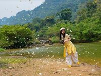 Cúc Phương rộn ràng mùa bướm đến sớm
