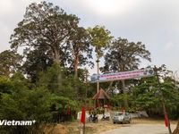 Ngỡ ngàng vẻ đẹp của quần thể rừng di sản Pơ Mu hàng trăm năm tuổi vùng biên giới Đà Nẵng