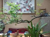 Chiêm ngưỡng voọc mông trắng leo trèo trên cây muội hồng bị săn lùng trong rừng tự nhiên