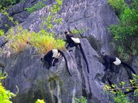 Chiêm ngưỡng voọc mông trắng leo trèo trên cây muội hồng bị săn lùng trong rừng tự nhiên