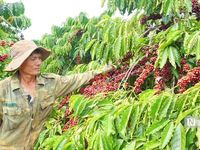 Gia Lai mở 'mỏ vàng xanh', kỳ vọng bứt phá tăng trưởng hai con số