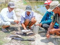 Cà Mau chỉ đạo khắc phục hậu quả môi trường vụ cây trồng, cá nuôi chết hàng loạt