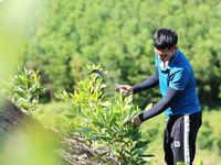 Lâm nghiệp Việt Nam từ khát vọng đến hành động thực thi cam kết Net Zero 2050