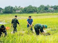 Cán bộ, chiến sĩ Lữ đoàn 168 giúp dân 'cứu' lúa ngập