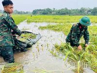 Cán bộ, chiến sĩ Lữ đoàn 168 giúp dân 'cứu' lúa ngập