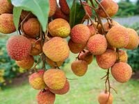 Vườn vải đẹp Bắc Ninh hút khách mùa quả chín