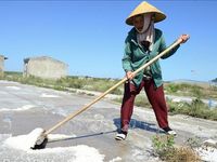 Diêm dân Thanh Hóa mặn mòi mưu sinh giữa trời nắng nóng