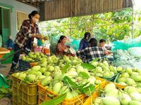 Xoài Cao Lãnh: Từ trái cây đặc sản hướng đến hệ sinh thái kinh tế xanh